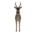 Antelope