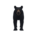 Black Bear