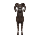 Bighorn Sheep