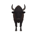 Bison