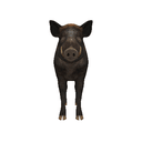 Boar