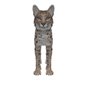 Bobcat