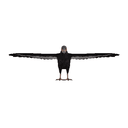 Condor