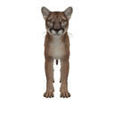 Mountain Lion