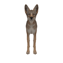 Coyote