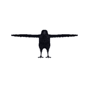 Crow