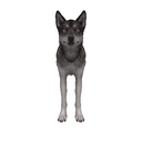 Dire Wolf