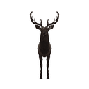 Elk
