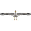 Seagull