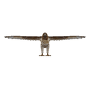 Hawk