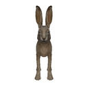 Jackrabbit