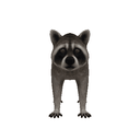 Raccoon