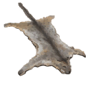 Bobcat Pelt