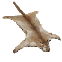 Mountain Lion Pelt