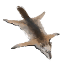 Coyote Pelt