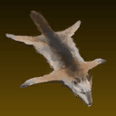 Coyote Pelt