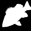 Black Rockfish