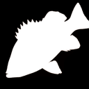 Bocaccio