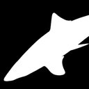 Brown Smoothhound