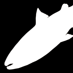 Bull Trout