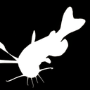 Channel Catfish