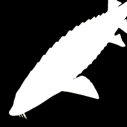 Green Sturgeon