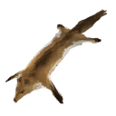 Fox Pelt