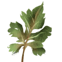 Herb