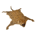 Jaguar Pelt