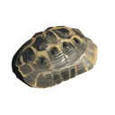 Tortoise Shell