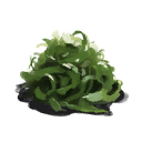 Seaweed