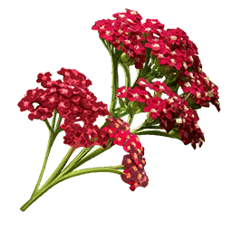 Yarrow