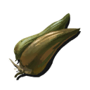 Banana Yucca