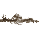 Bone