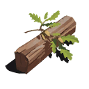 Oak